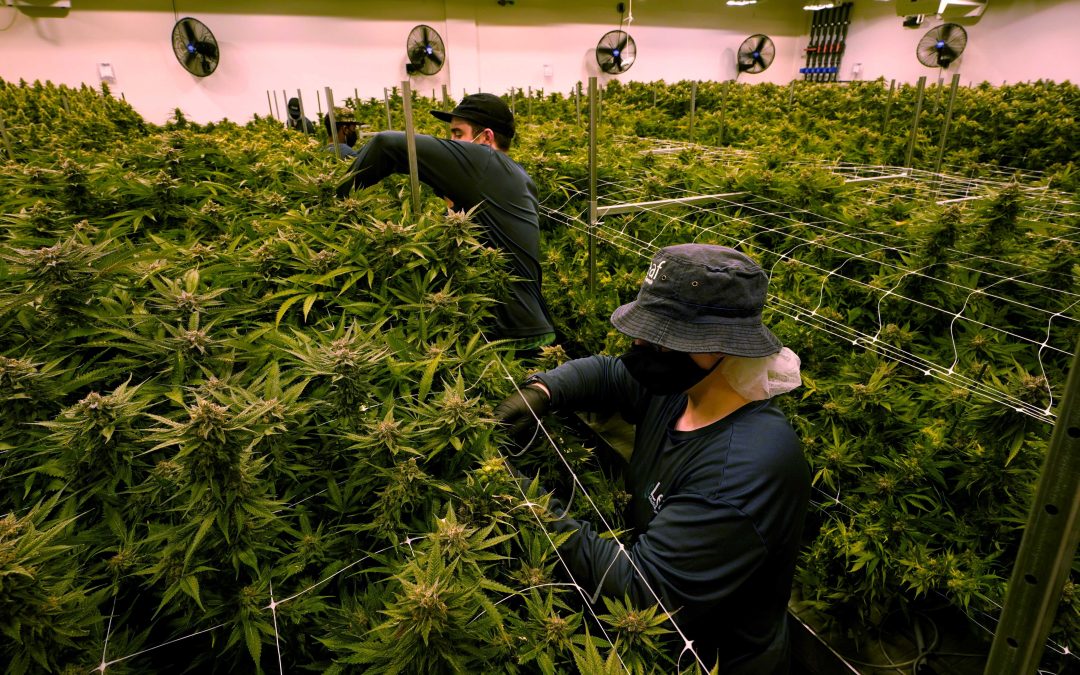 Growing Cannabis